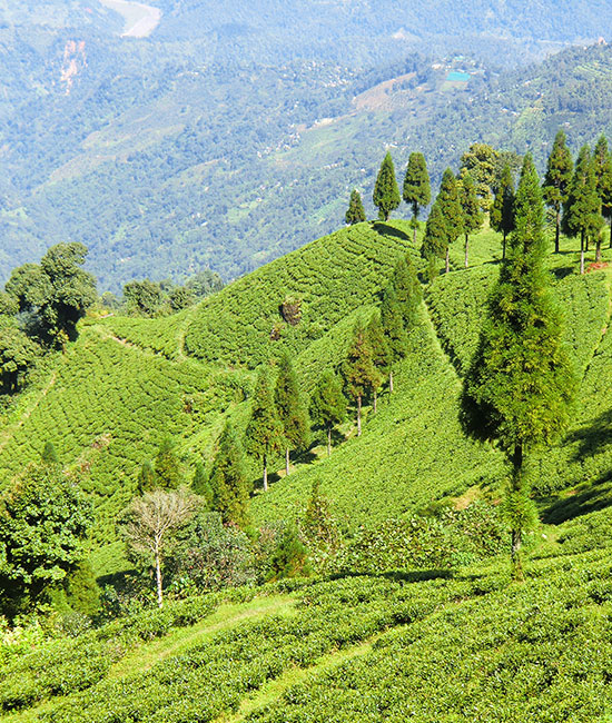 Darjeeling