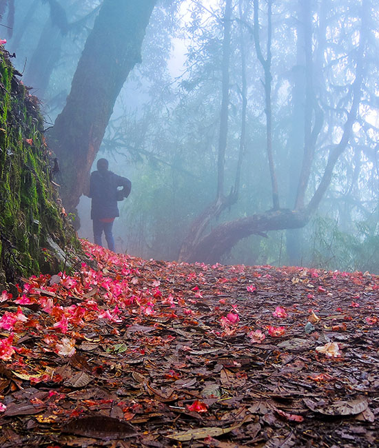 Barsey Rhododendron Trek