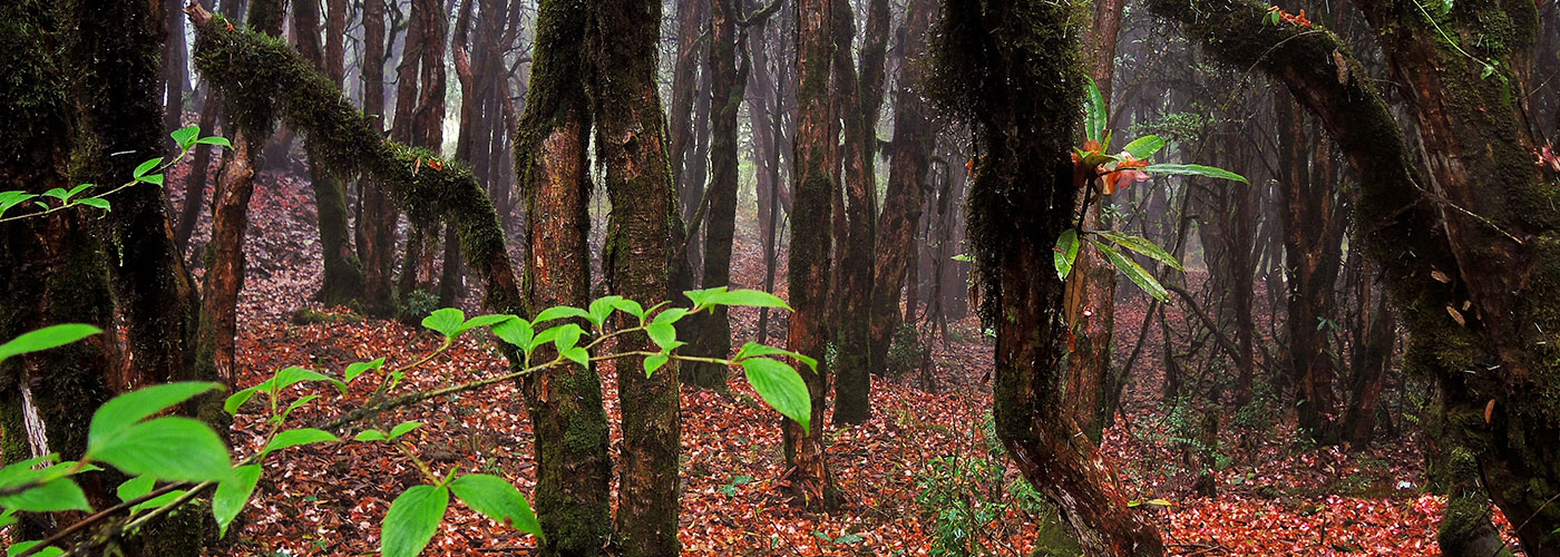 Barsey Rhododendron Trek