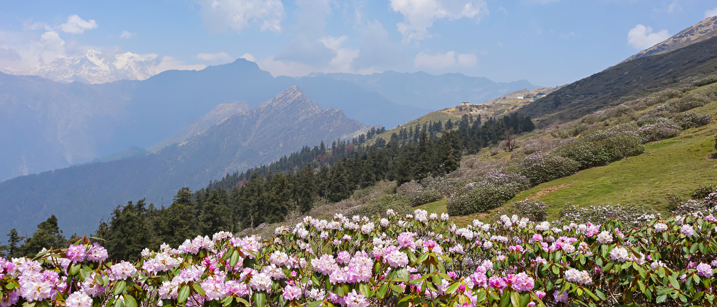 Rhododendron Ridge Trek