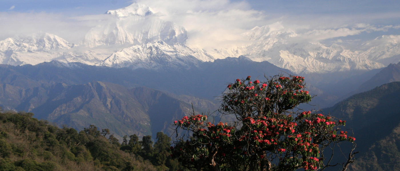 Barsey Rhododendron Expedition